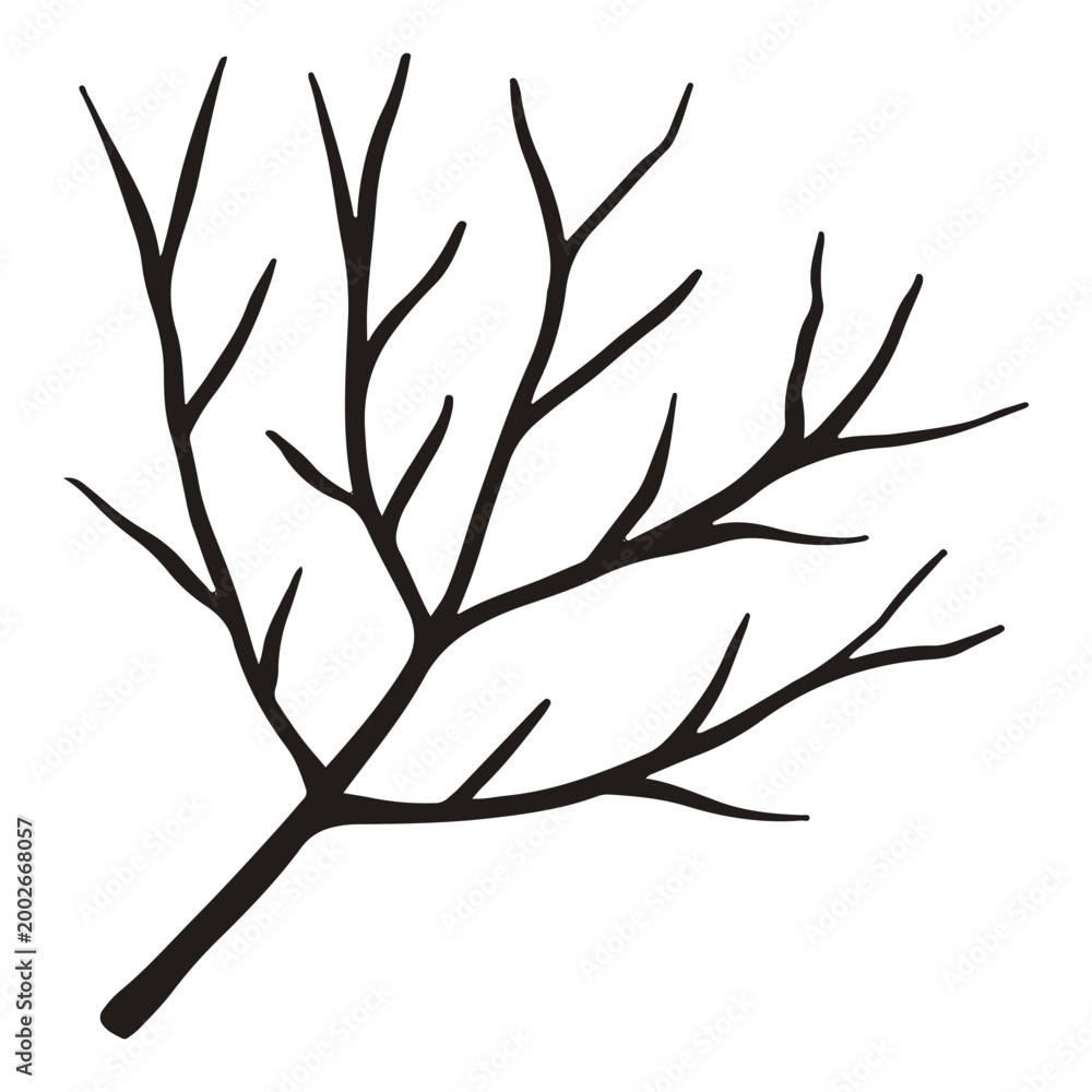 Fototapeta premium Bare autumn tree branch, vector hand drawn fall winter twig for seasonal design