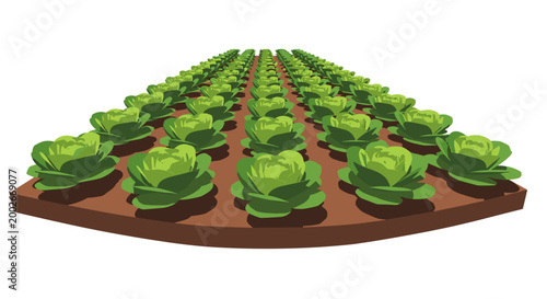 Illustration of vibrant green lettuce growing in neat rows on fertile brown soil, showcasing agricultural abundance and meticulous farming techniques