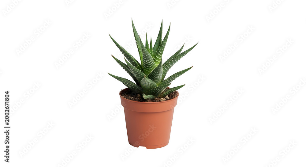 Obraz premium Aloe vera plant in terracotta pot