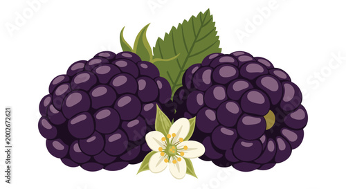 Two ripe dark blackberries with green leaves and a small white flower on a white background in detailed botanical flat vector illustration.