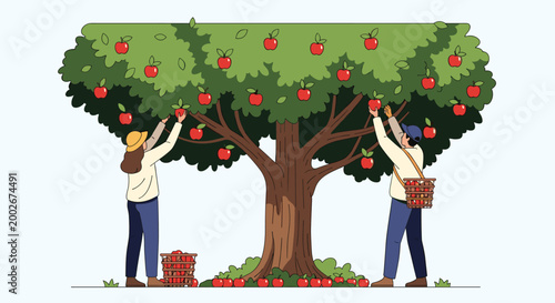 Two farmers picking ripe red apples from a large green tree in an orchard in flat vector illustration.