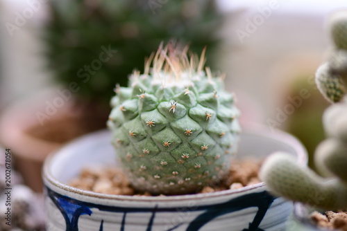 cactus in a pot