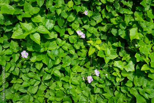 Green leaves background with small purple flowers natural foliage texture
