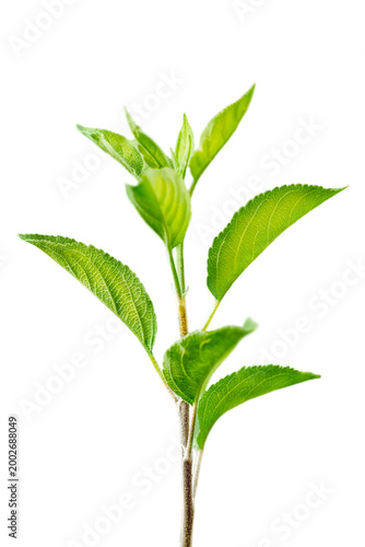 Apple tree sprout with green leaves isolated on transparent background, selective focus.