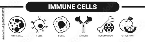 Immune Cells web banner icon vector illustration concept with icons of white cell, T cell, B cell, antigen, bone marrow, and citrus fruit.