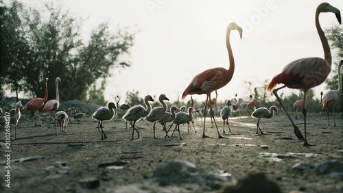 Fotografi A flock of Caribbean flamingos (Phoenicopterus ruber) and chicks in breeding season with sunset, Yucatan Peninsula, Mexico