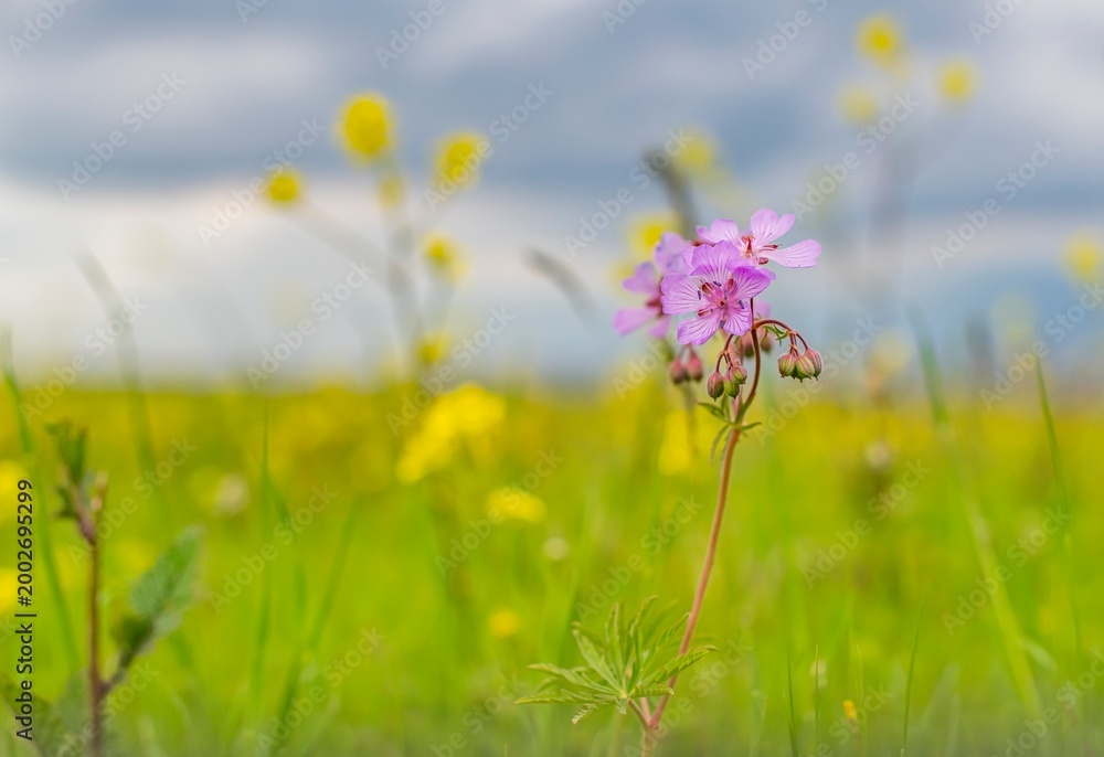 Obraz premium Crane's beak flower (Geranium) is a plant that grows naturally in the wild. This video was filmed in Makamdagi, Ergani District, Diyarbakir.