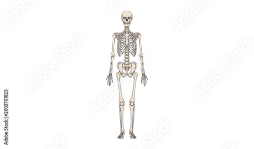 Full body human skeleton vector illustration with detailed anatomy bones structure in realistic medical style isolated on white background
