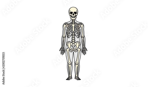 Human skeleton full body front view vector illustration in clean educational style with simplified bone structure isolated on white background