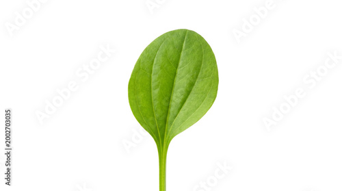 Fresh green leaf with detailed parallel veins for botanical nature study, herbal medicine concept, and organic foliage background decoration isolated on black
