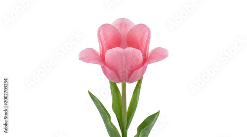 Beautiful blooming pink tulip flower with green stem and leaves for spring floral decoration, romantic Valentine's Day gift, and botanical nature art isolated on black