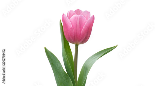 Elegant blooming pink tulip flower with fresh green leaves and stem for spring floral decoration, romantic Valentine's Day gift, and botanical nature art isolated on black
