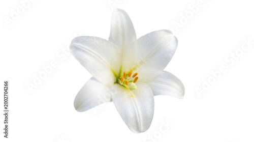 Pure white lily flower blooming with yellow stamen for wedding floral arrangement, elegant funeral sympathy bouquet, and botanical spring nature decoration isolated on black