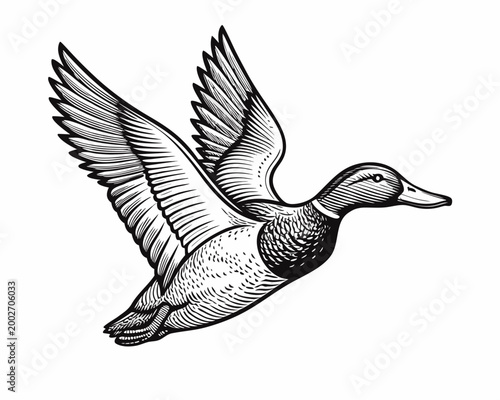 Mallard duck etching black and white wildlife illustration in flight