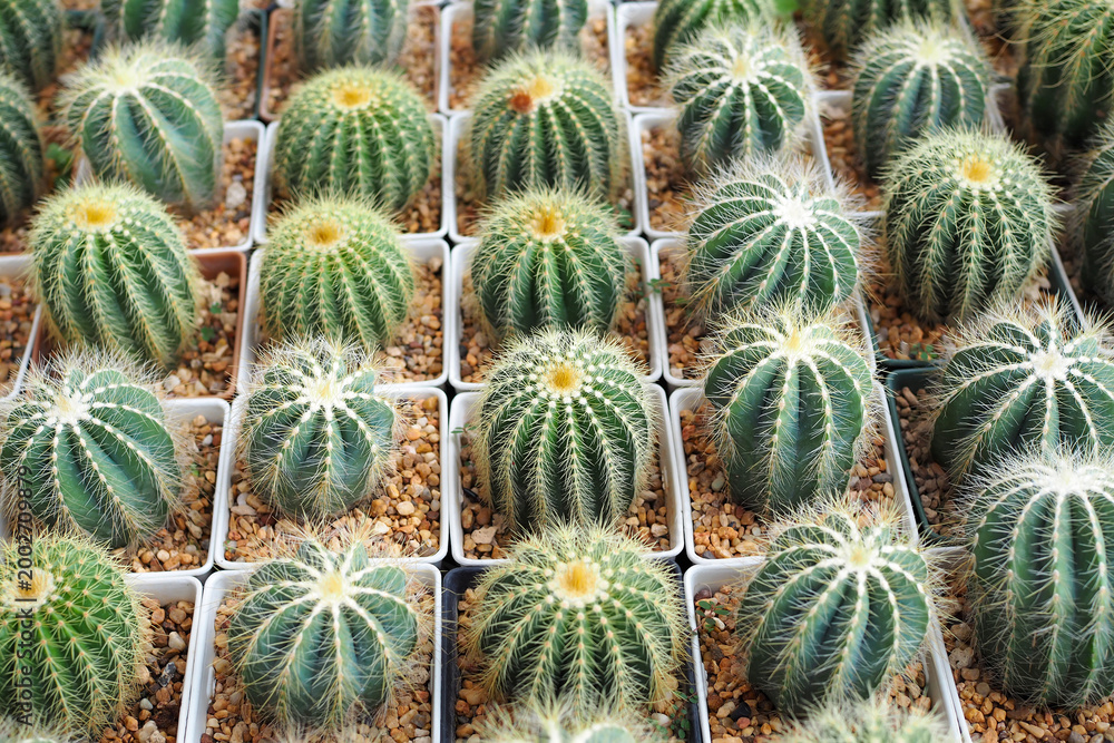 Obraz premium Group of small Golden Barrel Cactus in pots arranged in a row