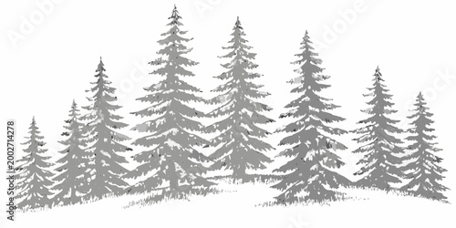 Evergreen pine trees silhouette on white background