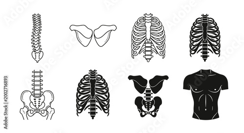 Human skeletal system icons and silhouette