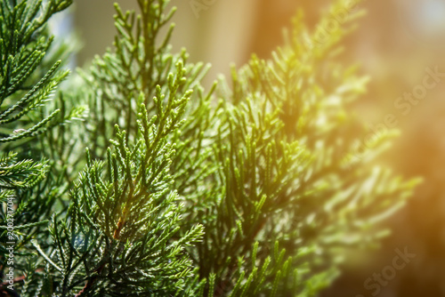 Evergreen Splendor: A detailed view of vibrant green needles, bathed in sunlight.