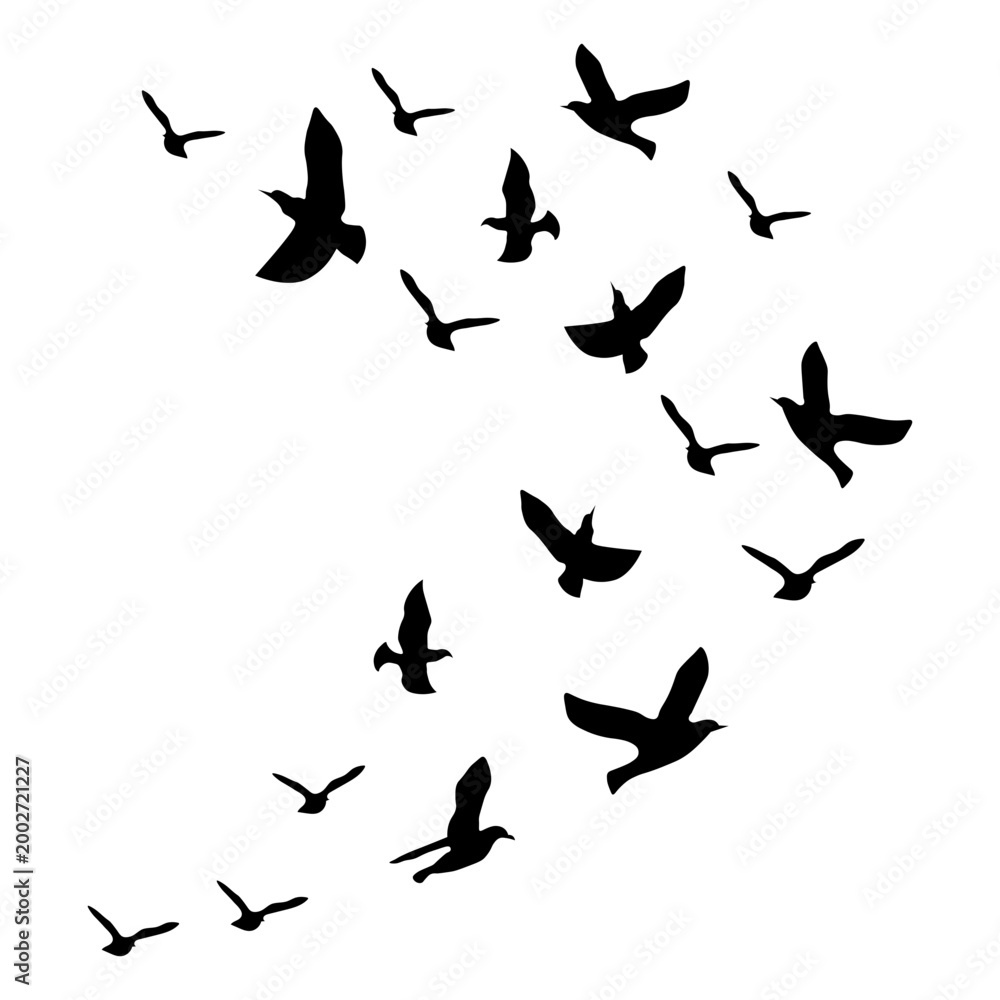 Fototapeta premium Flock Birds Flying Silhouette