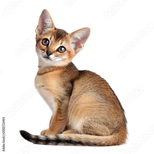 Cute Abyssinian Kitten with Large Eyes and Pointed Ears Sitting Upright on transparent background
