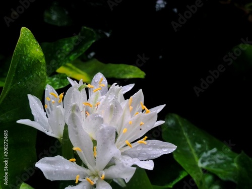Water Snowflake in Bloom: The delicate Water Snowflake, with its pristine white petals and vibrant yellow stamen, unfurls gracefully against a backdrop of deep green foliage and a shadowy pond.