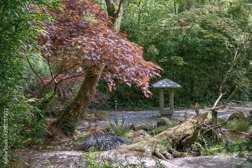 Bronze Acer in a Japanese Garden