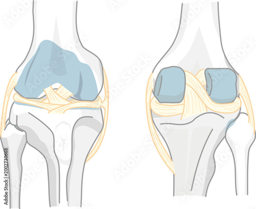 前と後ろから見た膝関節と関節の靱帯を表したイラストと各部位の名称