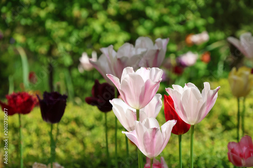 Soft pink tulips with red tulip in spring garden, shallow depth of field background