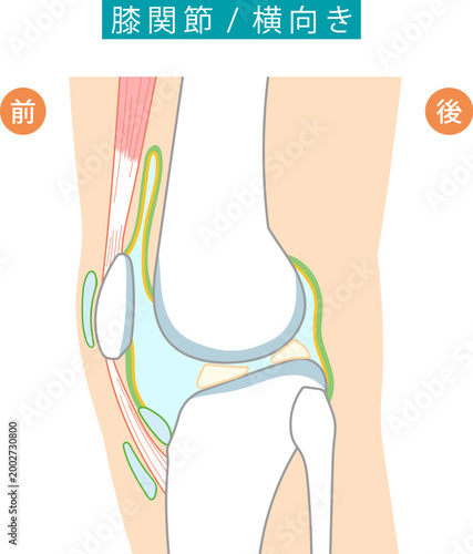 横から見た膝関節と各滑液包を表したイラスト