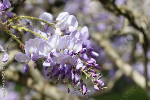 Soft purple wisteria flowers in bloom close up with blurred natural background and copy space