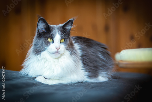 Maine Coon Katze vor Braunem Hintergrund.