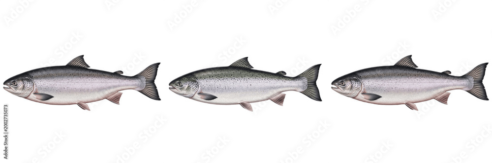 Fototapeta premium Fresh Raw Atlantic Salmon Fish Isolated Illustration