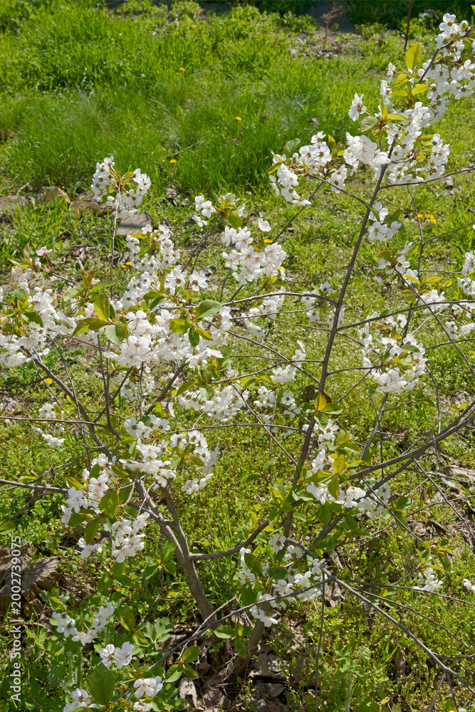 Fototapeta premium Closeup of small flowering cherry shrub on green grass background.