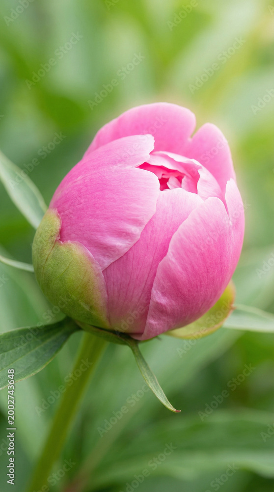 Fototapeta premium Pink Peony Flower Blooming in Garden