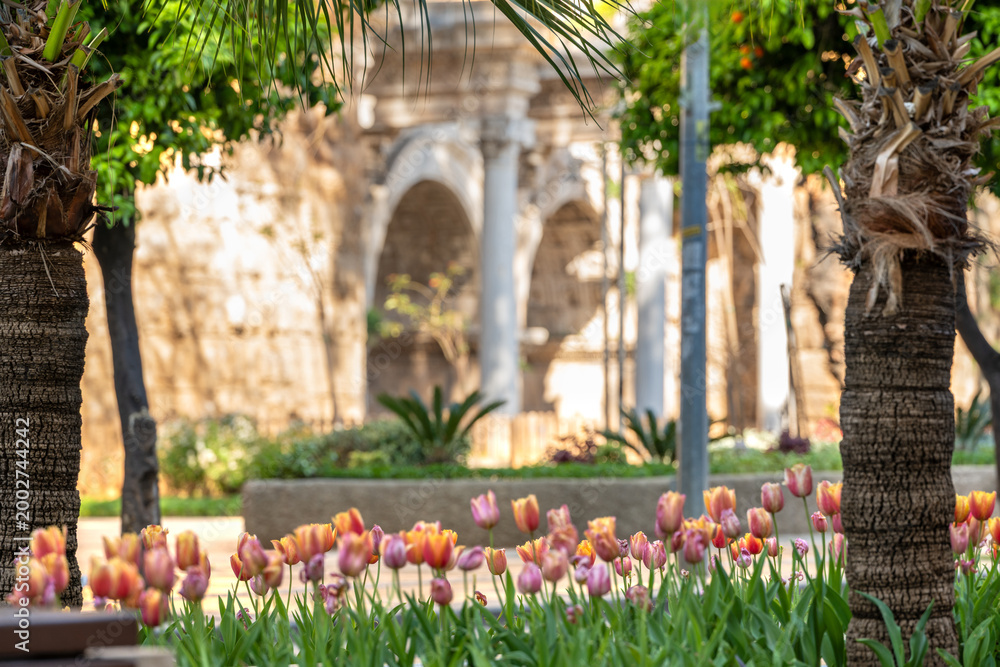 Fototapeta premium Colorful tulips blooming with Hadrian Gate in Antalya old town