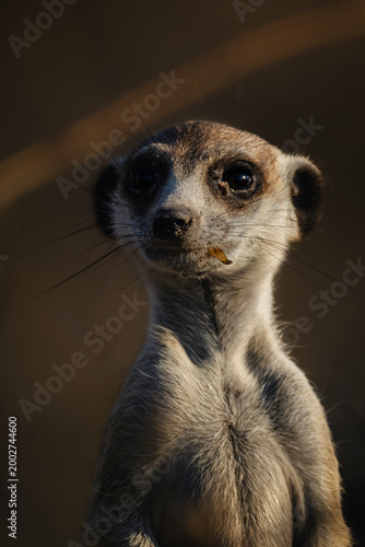 Portrait of a meerkat