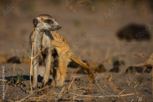 Meerkat in the pans