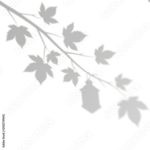 Soft Shadow Overlay of Maple Branch and Lantern without Background