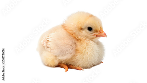 Bild auf Leinwand Baby chick sits quietly isolated on transparent background cut out