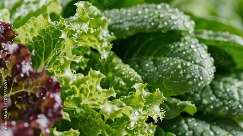 Close-up of fresh green lettuce leaves with water droplets showcasing crisp texture and vibrant color