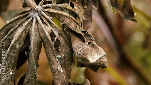 Dead brown leaf close up with a sliding camera motion stock footage