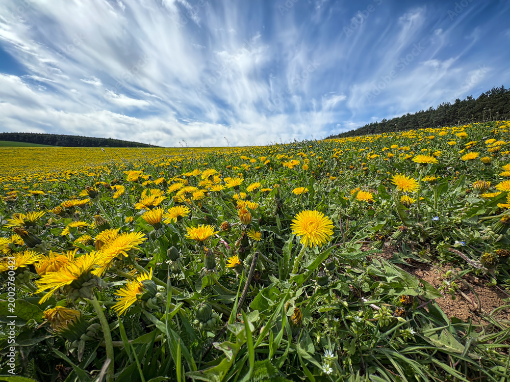 Fototapeta premium Vibrant yellow dandelion flower meadow against cloudy blue sky