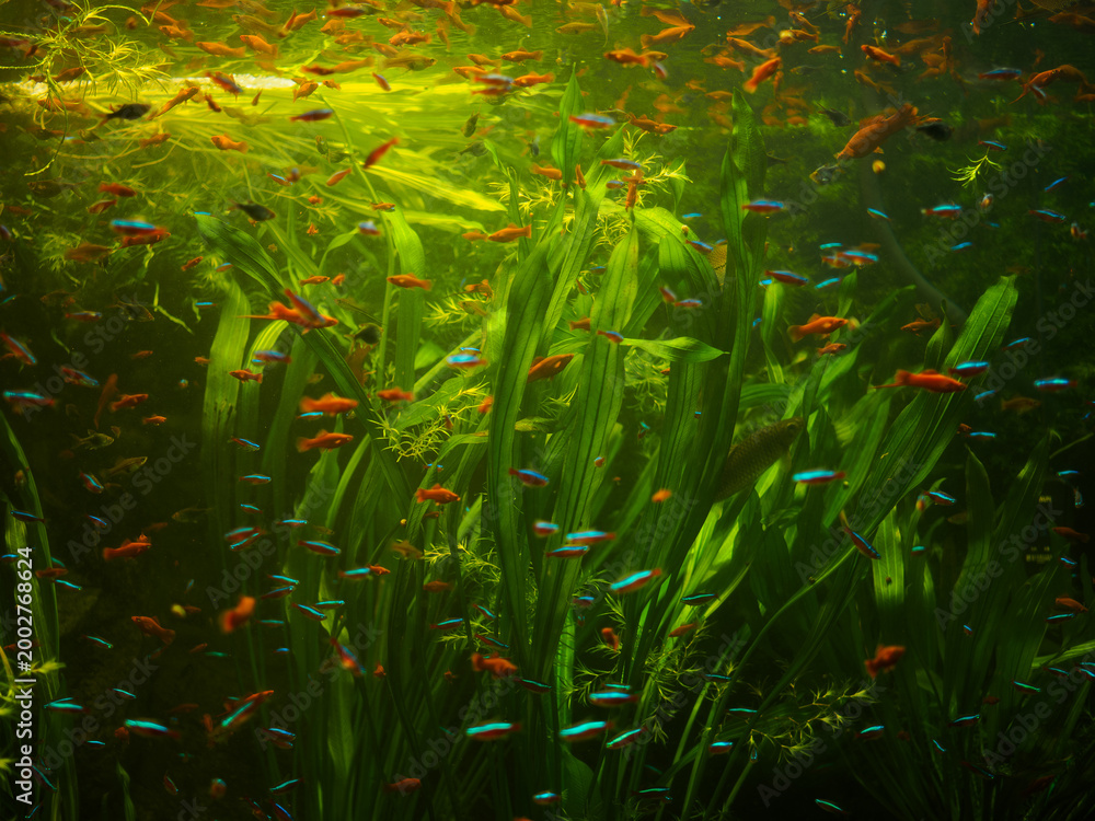 Obraz premium Vibrant tropical fish school swimming near water surface in oceanarium tank, neon tetras and swordtails among aquatic plants in city aquarium display, beautiful freshwater biodiversity exhibit