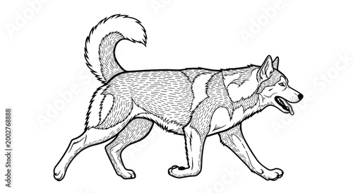 Husky dog walking in side profile shows detailed fur texture and athletic build in a classic hand-drawn engraving style.