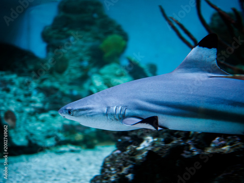 blacktip reef shark carcharhinus melanopterus swimming in blue water of city oceanarium, majestic marine predator in large aquarium tank exhibit, close up of shark in salt water oceanarium display