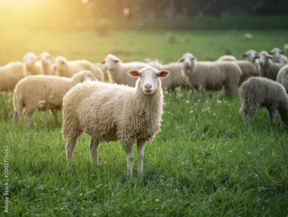 Fototapeta premium Majestic Sheep in Verdant Pasture at Sunset for Eid al-Adha Rituals and Celebration