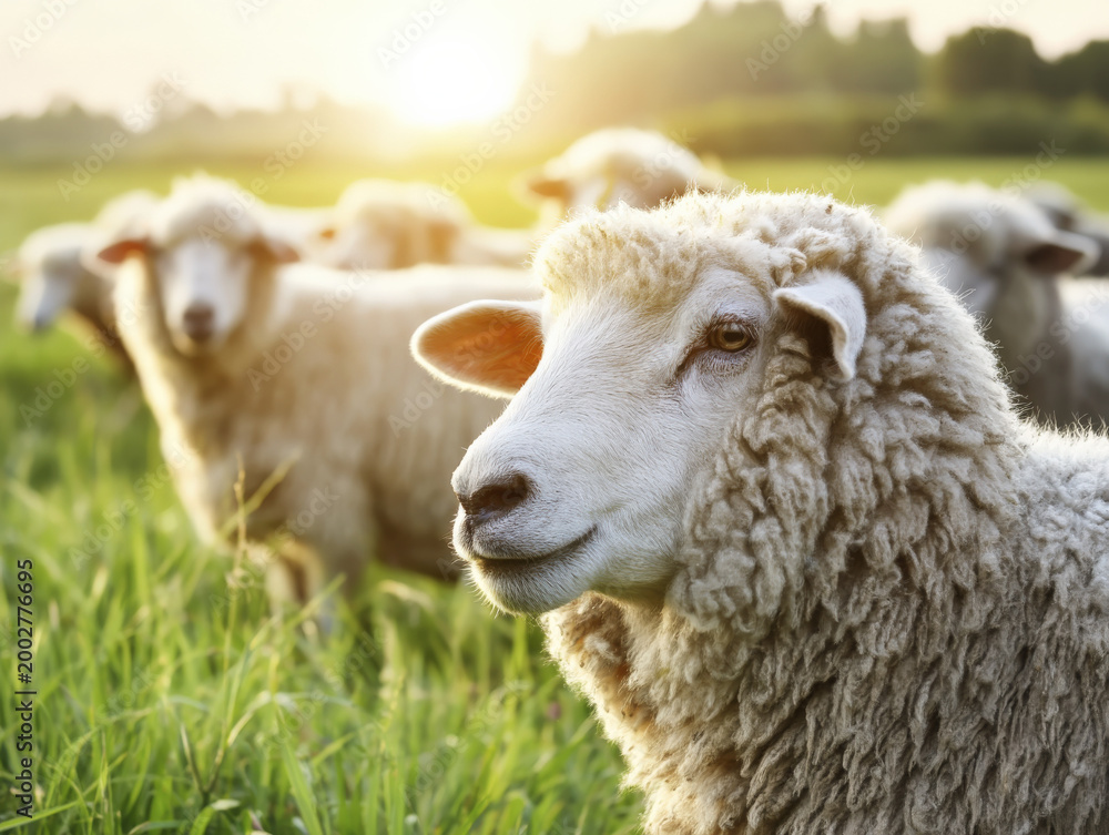 Fototapeta premium Close-up Portrait of Gentle Woolly Sheep in Sunny Field for Eid al-Adha Symbolism