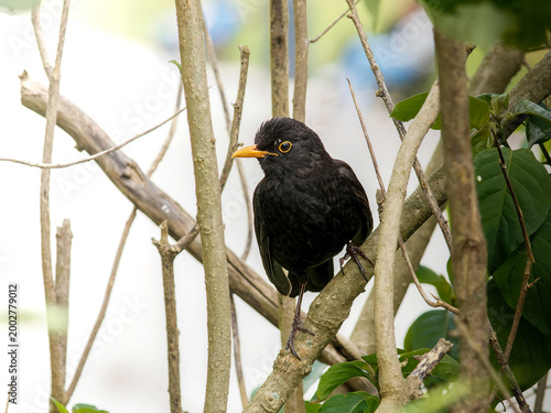 Canvas Print Merle noir (Turdus merula) dans un parc urbain, oiseau sauvage en environnement