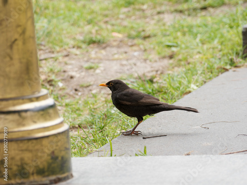 Canvas Print Merle noir (Turdus merula) dans un parc urbain, oiseau sauvage en environnement
