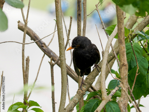 Tableau sur toile Merle noir (Turdus merula) dans un parc urbain, oiseau sauvage en environnement